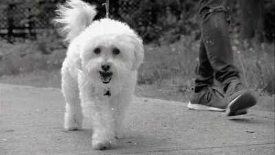 - [Dan] Cachi, a legend,
an unbelievable killer dog. - The UnBelievable with Dan Aykroyd