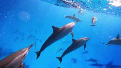 - [Dan] Incredibly, dolphins
are still being used - The UnBelievable with Dan Aykroyd