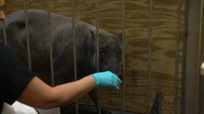 DAN: We've been trying so hard
for so long to have babirusa piglets. - Magic of Disney's Animal Kingdom