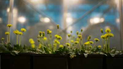 Dandelions are resilient. - This Giant Beast That is the Global Economy