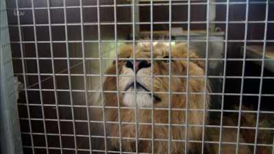 Dangerous wild animals there are - Britain's Tiger Kings - On the Trail with Ross Kemp
