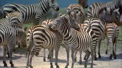 Dangers abound here as elsewhere - Africa: The Serengeti