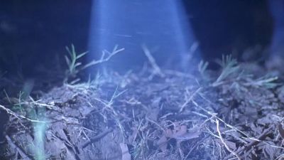 Daniel, bring that light over here. - The X-Files