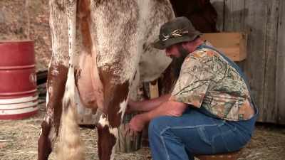 Daniel seems very comfortable
there around that cow. - Moonshiners: Master Distiller