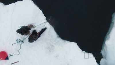 DANIEL: We're gonna pull
the walrus up with the help - Life Below Zero: First Alaskans