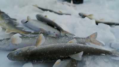 DANIEL: Whatever fish
I catch out here is
gonna be a king salmon! - Life Below Zero: First Alaskans
