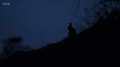 Darkness does nothing - Wild Isles
