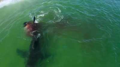 Dat is de restauratie
van een natuurlijk ecosysteem. - Return of the White Shark