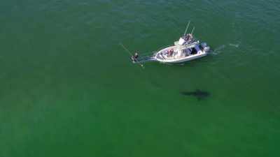 Dat is mooi.
Verdorie, dat was perfect. - Return of the White Shark