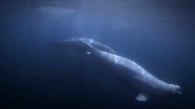 "Daughter needs to learn it by heart." - Secrets of the Whales