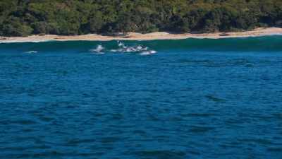 DAVID: And the dolphins seem to know it. - Blue Planet II