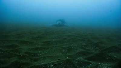 DAVID ATTENBOROUGH:
An olive ridley turtle. - Blue Planet II