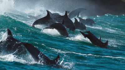 DAVID: Mission accomplished. - Blue Planet II