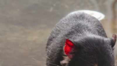 David: The ears and the noise
that they make is how they
got the name devil. - Secrets of the Zoo