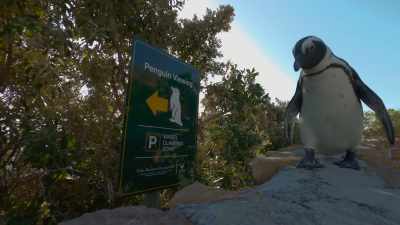 Dawn breaks down the hill. - Penguin Town