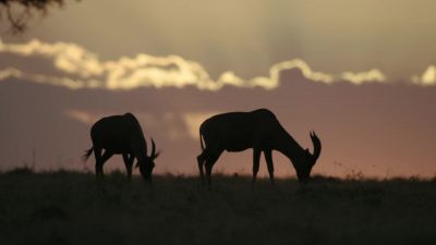 Dawn in Naboisho. - Chasing the Rains