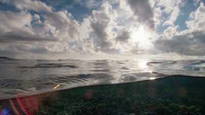 Dawn, and with light,
the reef becomes a safer place. - Blue Planet II