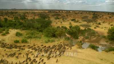 Day after day, the great
migration continues... - Serengeti