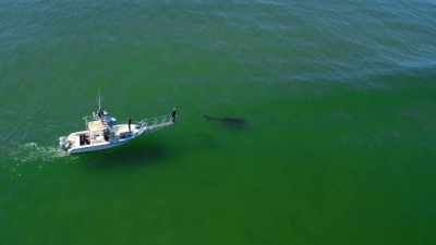De bewegingen
en het gedrag van dat dier opneemt. - Return of the White Shark