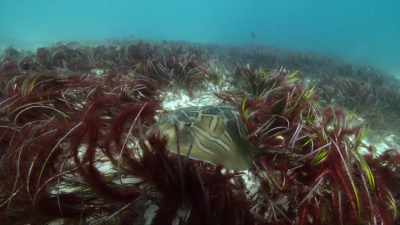 De exemplu, rechinul Port Jackson. - Baby Sharks
