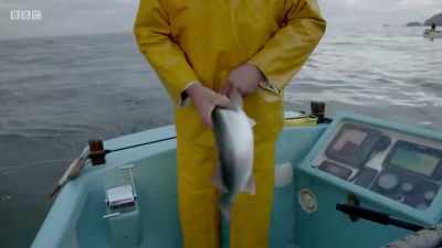 Decent one. - Cornwall: This Fishing Life