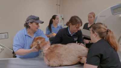 Dede: Goats in particular
are very, very good - Secrets of the Zoo