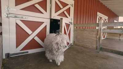 Dede: Soon as it starts
warming up a little bit, - Secrets of the Zoo