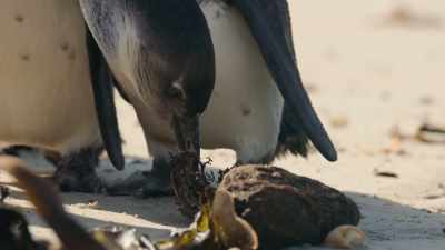 Deep down, they know... - Penguin Town