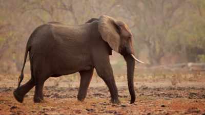 Deep footprints left by elephants
in soft mud have baked as hard as rock. - Dynasties