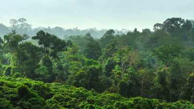 Deep in Leuser's foothills, - Our Great National Parks