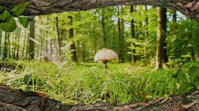 ♪ Deep in the forest,
a lady lives ♪ - At Home with Amy Sedaris