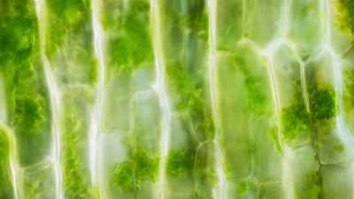 Deep inside the plant cells, - The Green Planet