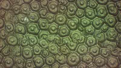 Deep within and out of sight - The Green Planet