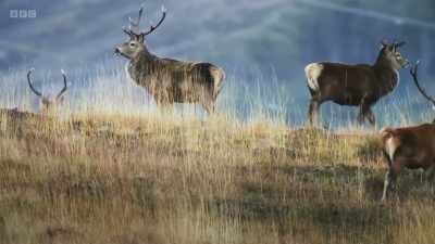 Deer should exist here, - Wild Isles