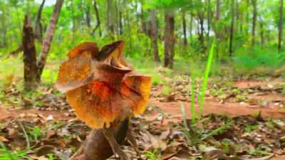 Defeated and running scared, - Tiny World