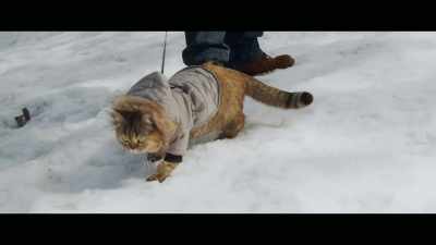 Definitely don't like
snow, but Tora does, - Cat Daddies