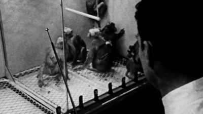 Delgado: Cats, monkeys or human beings can be induced to flex a limb, - The Minds of Men