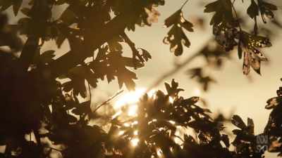 (DELICATE RUSTLING)
(GENTLE BIRDSONG) - Miriam Margolyes: Australia Unmasked