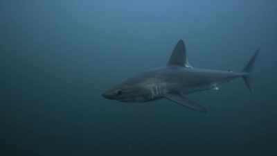 Deoarece se pot termoregla, - Baby Sharks