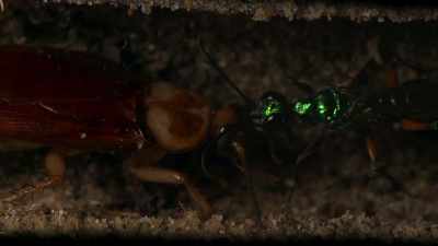 Depositing a single egg
on the roach's body... - Cosmos: Possible Worlds