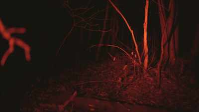 - [Desiree] Almost like
an arm was pushing them - Secrets of the Sasquatch