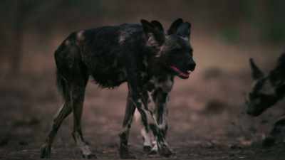 Despite her loss,
Blacktip drives her pack on, - Dynasties