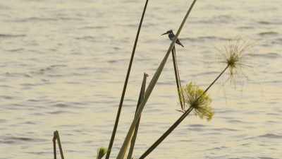 Despite Quboua's initial reluctance, - Wild Babies