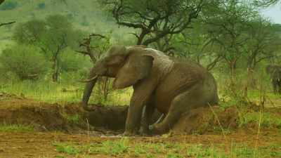 Despite struggling since leaving
his mother's care, - Serengeti