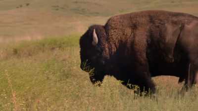 Despite the law passed in 1894
to protect them, - The American Buffalo