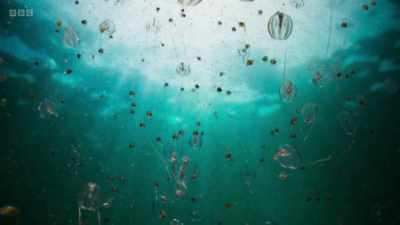 Despite the richness
of our seas, - Wild Isles
