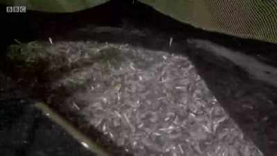 Despite their challenges
this season, - Cornwall: This Fishing Life