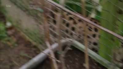 'Despite their passing
resemblance to regular cats, - Britain's Tiger Kings - On the Trail with Ross Kemp