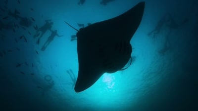 'Despite this, Yaniu understands - A Year on Planet Earth
