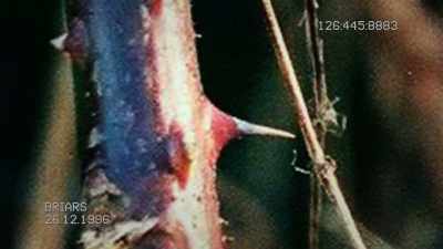Detectives believe the killer
would have been cut and bruised. - Sophie: A Murder in West Cork